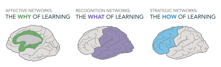 Universal Design for Learning and the three different brain networks